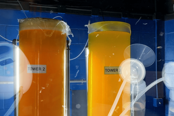 Trisha Baga, MORE, 2025